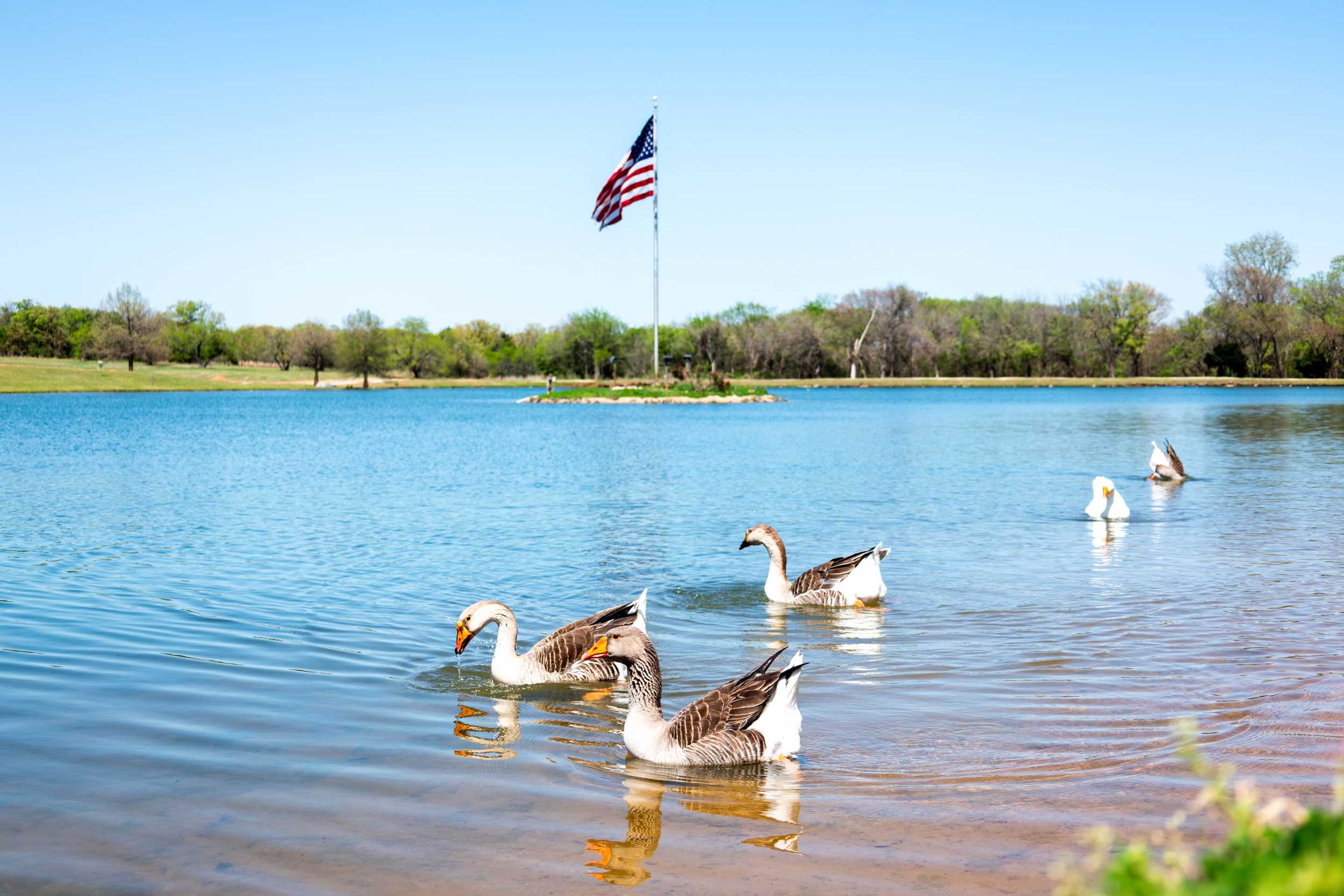 Ducks in a pond